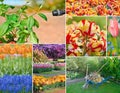 Colorful collage of flowers