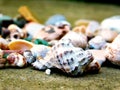 Colorful collected shells at sea