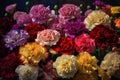 A colorful collection of blooming carnations on a dark background, Generative AI