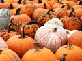 Colorful collection of fall pumpkins