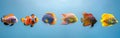Colorful Collection of Saltwater Aquarium Fish - Panoramic Banner of Popular Pets in Various Species on White Background Royalty Free Stock Photo