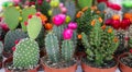 Colorful collection of small decorative cactuses flowering plants in pots.