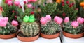 Colorful collection of small decorative cactuses flowering plants in pots.