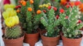 Colorful collection of small decorative cactuses flowering plants in pots.