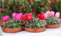 Colorful collection of small decorative cactuses flowering plants in pots.