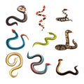 Colorful collection of various snakes