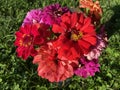 Colorful Collection of Zinnia Flowers