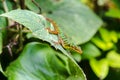 Colorful Colombian Lizard Royalty Free Stock Photo