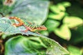 Colorful Colombian Lizard Royalty Free Stock Photo