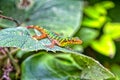 Colorful Colombian Lizard Royalty Free Stock Photo