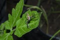 Colorful Colonus sylvanus Sylvana Jumping Spider on the Green Leaf Royalty Free Stock Photo