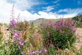 Colorful Colorado mountain landscape blooming wildflowers