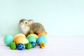 Colorful colored Easter chicken eggs with rabbit bunny toy, spring, Easter concept on wooden background flat lay Royalty Free Stock Photo