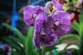 Wanda orchid in the garden Royalty Free Stock Photo