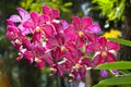 Colorful colors of Wanda orchid in the garden Royalty Free Stock Photo