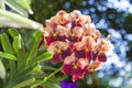 Colorful colors of Wanda orchid in the garden Royalty Free Stock Photo