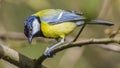 The great tit ( Parus major ) is a passerine bird in the tit family Paridae.