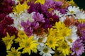 Colorful combination of daisy flowers Royalty Free Stock Photo