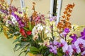 A colorful combination of orchids mainly Phalaenopsis Royalty Free Stock Photo