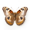 Colorful Common Buckeye Butterfly On White Background