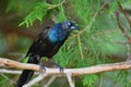 Molting Common Grackle sits perched in a tree Royalty Free Stock Photo