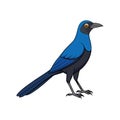Colorful Common Grackle Design Royalty Free Stock Photo