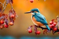 Common Kingfisher bird on tree branch and orange blurry nature background Royalty Free Stock Photo