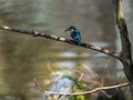 Colorful common kingfisher perched by a pond 11