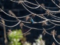 Colorful common kingfisher perched by a pond 27