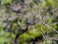 Colorful common kingfisher perched by a pond 4