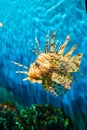 Colorful of Common Lionfish Turkeyfish, Red Lionfish Pterois volitans in tropical coral reef Royalty Free Stock Photo