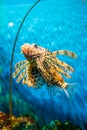 Colorful of Common Lionfish Turkeyfish, Red Lionfish Pterois volitans in tropical coral reef Royalty Free Stock Photo