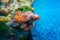 Colorful of Common Lionfish Turkeyfish, Red Lionfish Pterois volitans in tropical coral reef Royalty Free Stock Photo