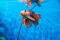 Colorful of Common Lionfish Turkeyfish, Red Lionfish Pterois volitans in tropical coral reef Royalty Free Stock Photo