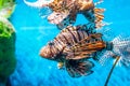 Colorful of Common Lionfish Turkeyfish, Red Lionfish Pterois volitans in tropical coral reef Royalty Free Stock Photo