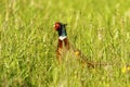 Colorful common pheasant