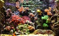 Colorful exotic aquarium Royalty Free Stock Photo
