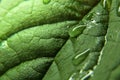 Green leaf with water drop. Royalty Free Stock Photo