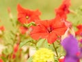 Colorful composition of pink, yellow, red flowers of petunia. Royalty Free Stock Photo