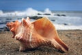 A colorful conch on the beach, Kanyakumari