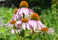 Colorful coneflower or purple echinacea on summer bee-friendly flower bed. Royalty Free Stock Photo