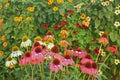 Colorful coneflowers with funny eyes
