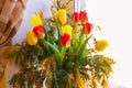 Colorful congratulatory spring bouquet of tulips and Mimosa. Small focus selected. Royalty Free Stock Photo