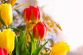 Colorful congratulatory spring bouquet of tulips and Mimosa. Small focus selected. Royalty Free Stock Photo