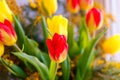 Colorful congratulatory spring bouquet of tulips and Mimosa. Small focus selected. Royalty Free Stock Photo