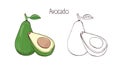 Colorful and contour monochrome botanical drawings of whole and cut avocado with leaf. Tasty ripe edible fruit of exotic