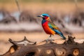 Colorful coracias caudatus bird sitting on dry stump of dead tree