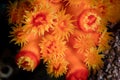 Colorful Coral Polyps on Reef in Indonesia Royalty Free Stock Photo