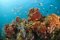 Colorful coral reef