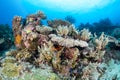 Colorful coral reef Royalty Free Stock Photo